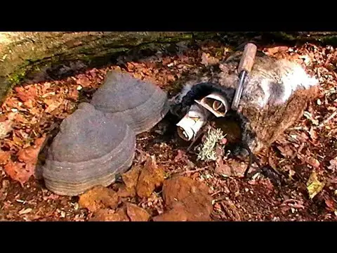 Processing Amadou Tinder ~ Horse Hoof Fungus